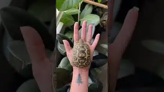 Newest Fig size update 🥺 #petslover #tortoiselove #tortoisevideo