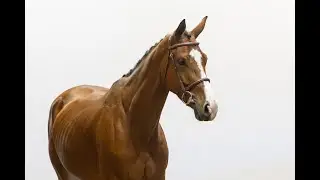 HAELY - SUE VAN DE SNEPPE Z