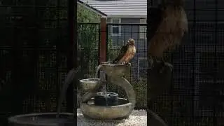 Hawk | Bird Bath
