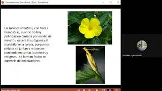 Anatomía y morfología vegetal 2021 - Clase 23