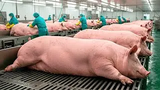 How Millions of Pigs Are Raised and Processed &ndash; Inside Europe&rsquo;s Giant Pork and Sausage Factories