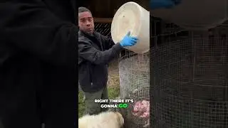 Transforming Animal Remains into Nutrient-Rich Compost