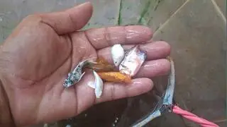 Catching Colorful Catfish In Small Pond Turtle, Guppy Fish, Betta Fish, Koi Fish#fish #goldfish