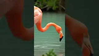 Flamingos Aren&rsquo;t Born Pink?! Here&rsquo;s Why...