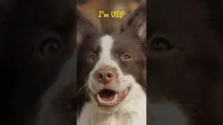 vip dog #dog #pets #cute #shortsfeed #usa