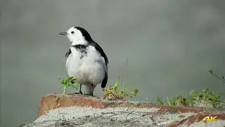 White Wagtail-1