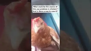 A new chicken disease affecting the eyes - a killer disease #poultryfarm #farming #animaldiseases