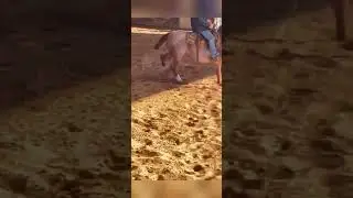 Dual Smart Rey Stallion