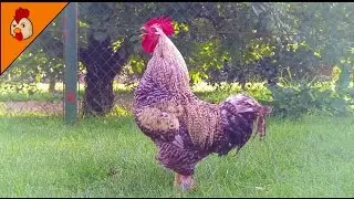 Rooster Crowing Compilation Duet Plus - Rooster Sounds Effect Alarm - Chicken Sounds