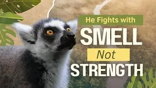 &ldquo;Why Male Lemurs Fight With Smell &mdash; Nature&rsquo;s Weirdest Combat!&rdquo;