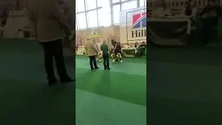 Выпускница питомника Американская акита Ханни Импрессив Бьюти МИСТИК РЕЙНДЖЕР в классе Бебиков , в к