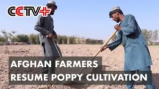 Afghan Farmers Resume Poppy Cultivation