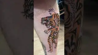Crawling tiger tattoo complete. Traditional tiger tattoo on leg. #tattoo #tattoos