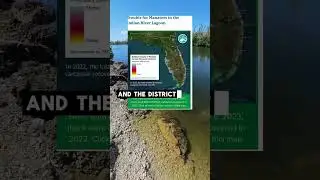 The DEP is suing against Manatees  #florida #manatees #dep