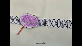 Biology ชีวะ สต็อปโมชั่นวิดีโอ เรื่อง การถอดรหัสดีเอ็นเอ ( DNA transcription ) Stop motion 