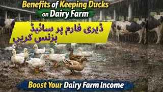 Ducks Farming Benefits in Dairy Farm 🦆Benefits of Keeping Ducks on Dairy Farm Pets and Animals Vlog 