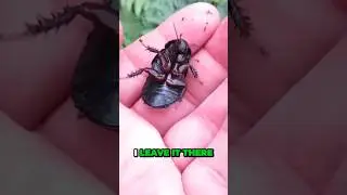BUG IN THE BUG PLAYGROUND #zoeslogic #BUGS #BUGHIUNT