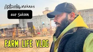 Full Farm Update Vlog | Har Cheez Ka Chota Sa Update | dairy farm 