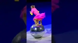 This Little Acrobat Causes only Admiration!#shorts #monkey #animals #little #ball #tricks #tiktok