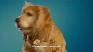 Bimbopolis Nito sorpresa comercial 2025