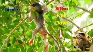 Million Hurt, Baby Alba Falls Down The High Tree, Alba Cry No Sound, Painful & Left Leg Hard Move
