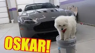 Meet my new Puppy and the Aston Martin V12 Vantage