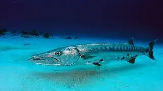 Barracuda (Sphyraena) Documentary - Shocking Fish Attack - Fishing Tv HD