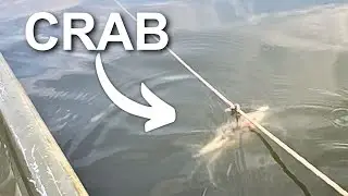 Caught My Own Crabs… Then Put Them on the Grill