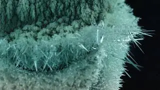 Beautiful Chemical Reaction (Metal Displacement #2)
