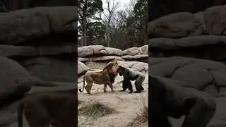 What If These Wild Animals Faced Each Other?  #WildEncounters #AnimalFaceOff #WildAI #AIVideo