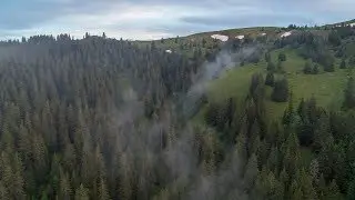 Veil of mist over the forest | Aerial (4K)