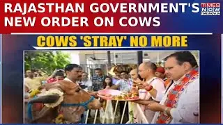 Rajasthan Government Issues New Orders Over Cows, Says 'Don't Call Cows Strays, Refer As Destitute'