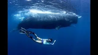 Freediving With Whales In Sri Lanka (HD)