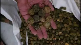 SAI HERBS Amla Dried | Natural Herb for Immunity, Digestion & Wellness | Call +91-9877296488