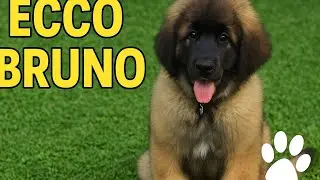 &ldquo;Vi presento Bruno 🐶 | Il nostro cucciolo Leonberger gioca a tira e molla&rdquo;
