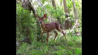 Trail Cam footage from Charleston, SC.