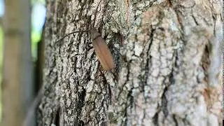 Aegosoma scabricorne (croitor mare al stejarului) - Repedea Iasi