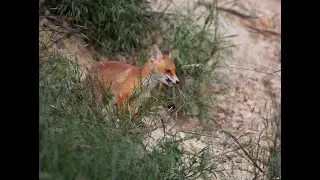 Fox cub/ Vulpe / Vulpes vulpes