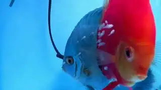Discus fish day 7 of free swimming. D&iacute;a 7 de nado libre.