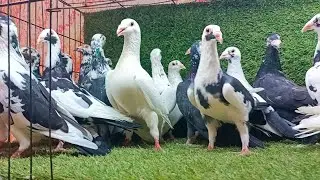عرض الصاروخ🪐 عند مستر جوو 💪مجموعه حمام😍 شعل وزواجل ولاحم🔥 ب سعر لا يقبل المنافسه💯01111712200