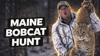 Maine Bobcat Hunt | Finally Got One