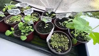 August/September 2025 Plum Hill Garden Tour - with pesto recipe! PNW Zone9a Gulf Island BC, Canada