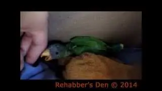 Plum headed parakeet - Hungry baby vocalizing 1