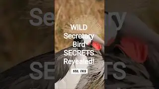 WILD Secretary Bird SECRETS Revealed!