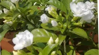 Double Chandni / Plant's Root Pruning
