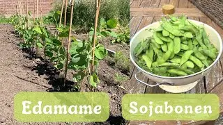 SOJABONEN/EDAMAME ZAAIEN & KWEEK TIPS