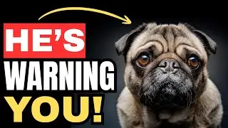 10 особенностей поведения собак, которые никогда нельзя игнорировать! #собаки #владелецсобаки #тр...
