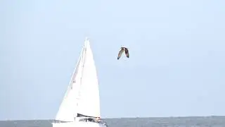 Short-eared owl - Velduil