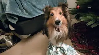 My dog opening her Christmas present #sheltie #shetlandsheepdog #christmas  🐾🎄🎁
