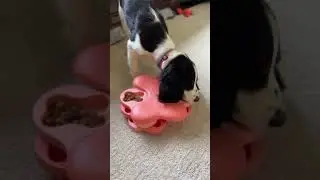 Puzzle Feeders vs Slow Feeders Dog Tips